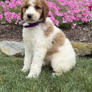 Diego Goldendoodle