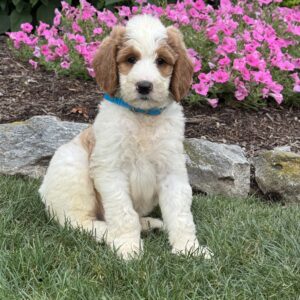 Dexter Goldendoodle