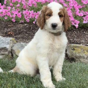 Diego Goldendoodle