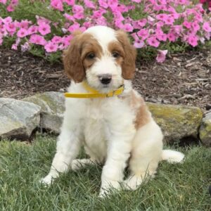 Dixie Goldendoodle