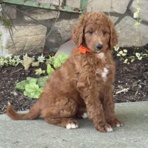 Vanessa Goldendoodle