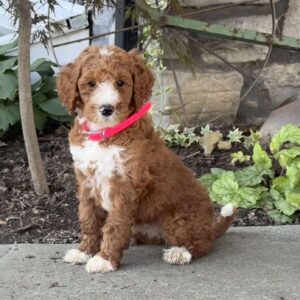 Violet Goldendoodle