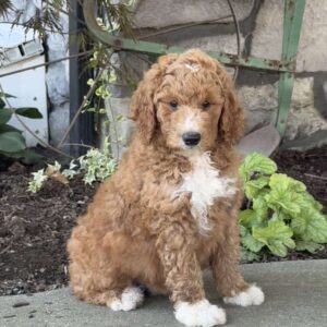 Viper Goldendoodle