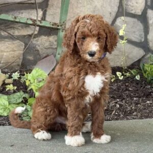 Vinnie Goldendoodle