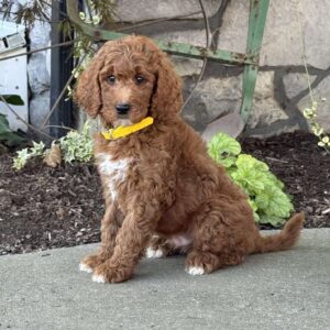 Vance Goldendoodle