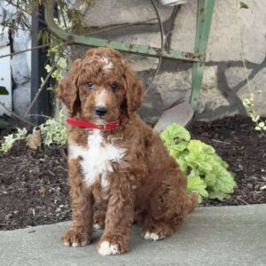 Virgil Goldendoodle