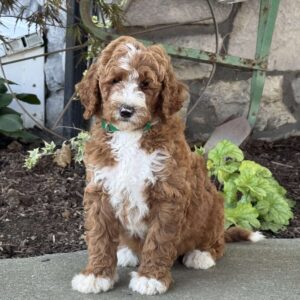 Victor Goldendoodle