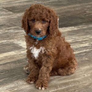 Vito Goldendoodle