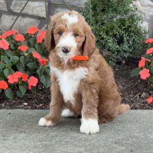 Bear Goldendoodle