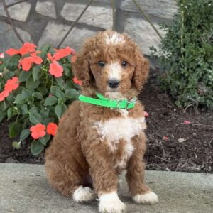 Bandit Goldendoodle