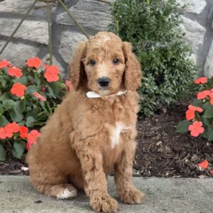 Benji Goldendoodle