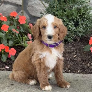 Blaze Goldendoodle