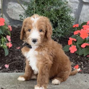Boomer Goldendoodle