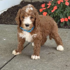 Barney Goldendoodle