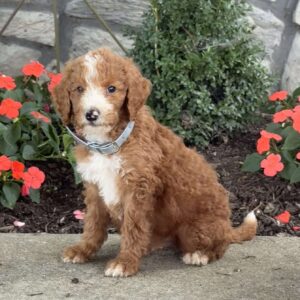 Bingo Goldendoodle