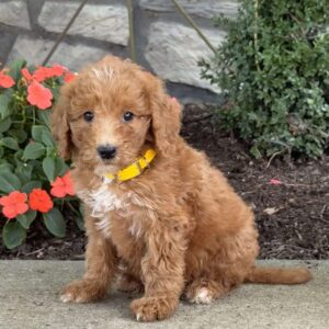 Bambi Goldendoodle