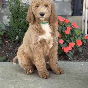 Peter Goldendoodle