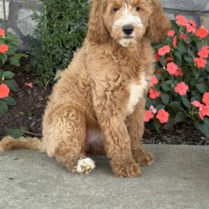 Pearl Goldendoodle