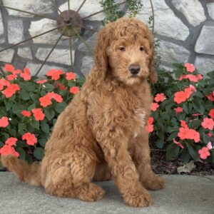 Penny Goldendoodle