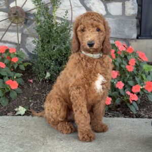 Petunia Goldendoodle