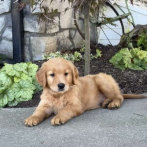 Dude Golden Retriever