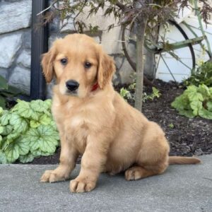Digger Golden Retriever