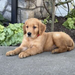 Dolly Golden Retriever