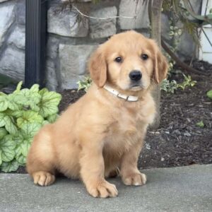 Dusty Golden Retriever