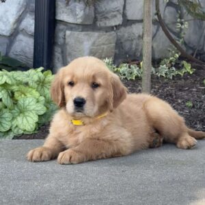 Diesel Golden Retriever