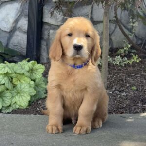 Dexter Golden Retriever