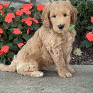 Hunter Goldendoodle