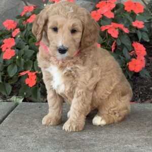 Holly Goldendoodle