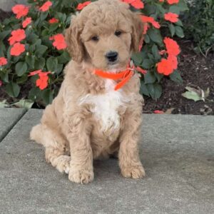 Hannah Goldendoodle