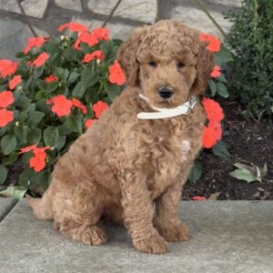 Hope Goldendoodle