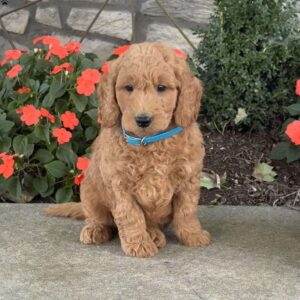 Homer Goldendoodle