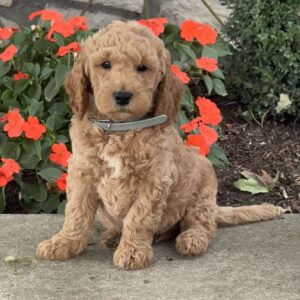 Hawk Goldendoodle
