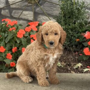 Heidi Goldendoodle