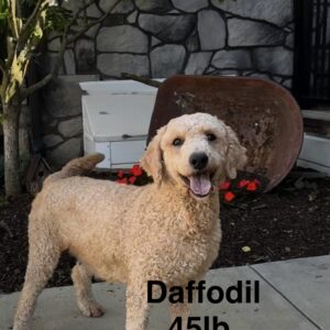 Daffodil