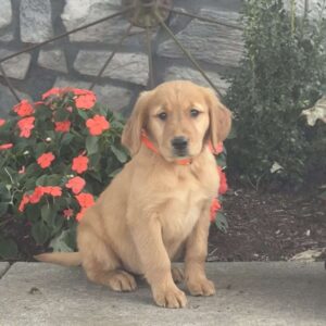 Lisa Golden Retriever