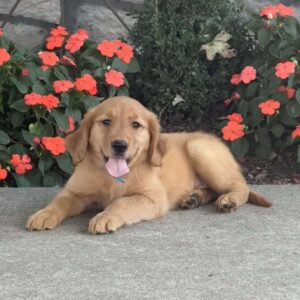 Lucy Golden Retriever