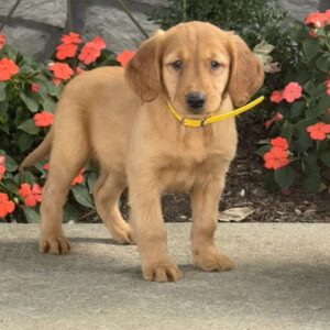 Lilly Golden Retriever
