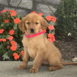 Layla Golden Retriever