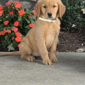 Lacey Golden Retriever