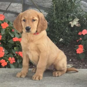 Lexi Golden Retriever
