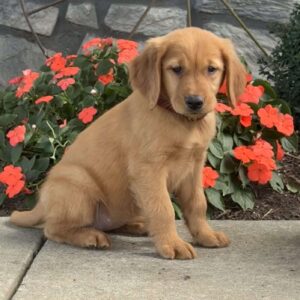 Lilac Golden Retriever