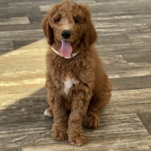Benji Goldendoodle