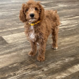 Bambi Goldendoodle