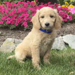 Axel Mini Goldendoodle