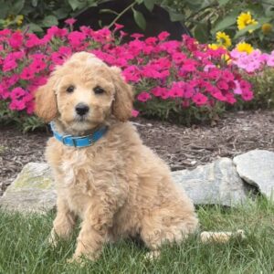 Abby Mini Goldendoodle