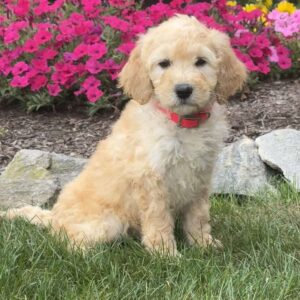 Annie Mini Goldendoodle